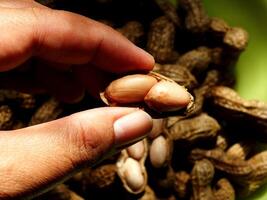 close up farmer hand holding a peanuts on green tray with dark background. Natural light from window. Harvesting, Agricultural concept photo