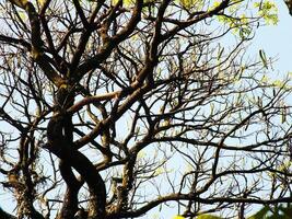 A tree with scattered leaves all over the branches is shown in the blue sky, creating the sense of a wild rain forest photo