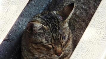 A cat is sleeping in a box. The cat is brown and white. The cat is curled up and has its eyes closed photo