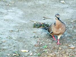 Wild spotted dove Spilopelia chinensis walking on the ground looking for food. Bird Watching around us photo