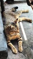 A cat is laying on the ground with its paws on its face. The cat is enjoy the relaxing days photo