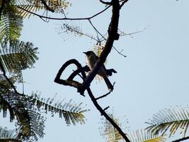 A bird is perched on a branch of a tree. The sky is clear and blue, and the tree is full of leaves photo