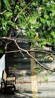 A tree branch is hanging overhead of a sidewalk with a bench underneath it. The tree is full of leaves and the bench is made of metal and wooden combination photo