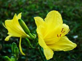 beautiful yellow lily flower blooming during spring time. The color flower is so bright isolated on a dark green background photo