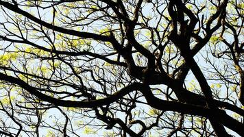 A tree with scattered leaves all over the branches is shown in the blue sky, creating the sense of a wild rain forest photo