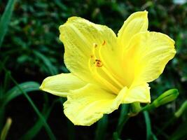 beautiful yellow lily flower blooming during spring time. The color flower is so bright isolated on a dark green background photo