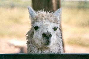 Close-up of the face of a white llama on a blurred back. A white shaggy llama posing for the camera. photo