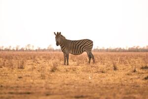 A zebra stands in the yellow grass in the rays of the setting sun. photo