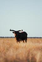 A bull with long horns stands knee-deep in yellow dry grass in a field. Light sky back. photo