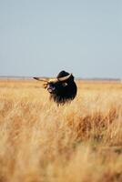 A bull with long horns stands knee-deep in yellow dry grass in a field. Light sky back. photo