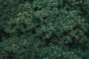 Christmas fir tree background with copy space. Fir tree branches texture. photo