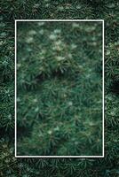 Christmas fir tree background with copy space. Fir tree branches texture. photo