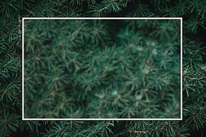Christmas fir tree background with copy space. Fir tree branches texture. photo