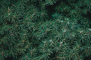 Christmas fir tree background with copy space. Fir tree branches texture. photo