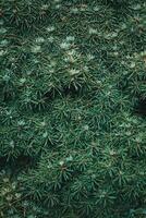 Christmas fir tree background with copy space. Fir tree branches texture. photo