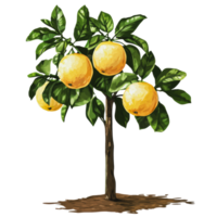 Yellow oranges on a tree in a sunny garden png