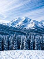 Snow-covered firs against beautiful backdrop of high snow-covered mountains. photo