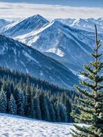 Snow-covered firs against beautiful backdrop of high snow-covered mountains. photo