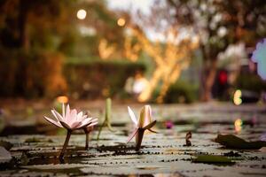 beauty of lotus flowers, creating a symbol of purity, rebirth, and prosperity. The lotus, known for it photo