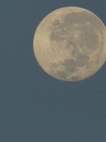 A photo of the fully visible moon taken in the morning with maximum optical magnification from a mobile phone