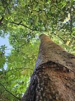 View looking up into lush green branches of large tree and tall Green Tree in Spring photo