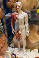 Mockup of the human organ system, Anatomy, Nervous, circulatory, digestive, excretory, urinary,and bone systems photo