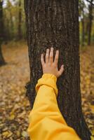 Person Touching Textured Bark of Tree in Colorful Autumn Forest photo