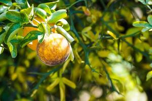 A single orange hangs from its tree. photo