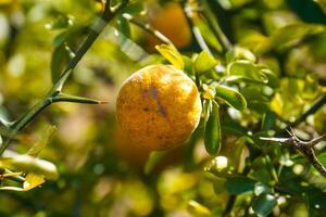 A single orange hangs from its tree. photo