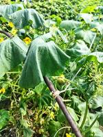 Withered Green Cucumber Leaves On Adult Plants photo