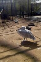 Pelican Walking On The Sand With A Retracted Neck photo