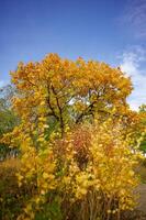 Autumn scene. Autumn. The path to the garden. Trees and leaves in the sunlight. photo