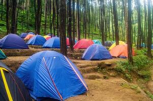 Colorful camping tents nestled among towering pine trees in a serene forest setting. photo