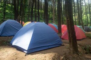 Colorful camping tents nestled among towering pine trees in a serene forest setting. photo