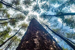 A breathtaking view looking up at towering pine trees against a clear blue sky, creating a sense of tranquility and wonder. photo