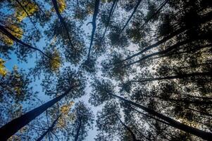 A breathtaking view looking up at towering pine trees against a clear blue sky, creating a sense of tranquility and wonder. photo