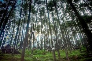 Rustic glamping tents nestled amidst a towering pine forest, offering a unique and unforgettable outdoor experience. photo