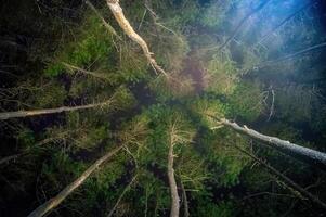 A magical forest scene at night, with moonlight filtering through the branches of towering pine trees. photo