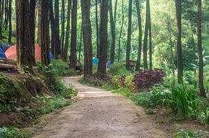A scenic forest trail lined with towering pine trees and vibrant foliage, leading to a cozy camping area. photo