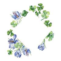 Frame with crocus and clover watercolor illustration isolated on white background. Painted spring flowers frame. Hand drawn Celtic symbol. Design element for St. Patrick day, Easter, package. vector