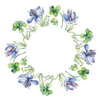 Circle frame with crocus and clover watercolor illustration isolated on white background. Painted spring flowers frame. Hand drawn Celtic symbol. Design element for St. Patrick day, Easter, package. vector