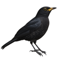 Blackbird perched on a branch in a natural environment during daylight png