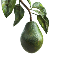 Avocado hanging from branch with green leaves in a bright setting png