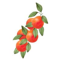 Citrus grapefruit on branches.Sketch of whole fruit with leaves.Illustration with watercolor and markers.Hand drawn isolated art. Botanical healthy food. Design for food packaging, juices, menu vector