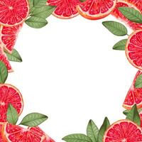 Square frame made of grapefruit. Fruit background from slices with leaves.Marker and watercolor illustration. Botanical healthy food. Design for food packaging, juices, menu. Isolated handmade art vector