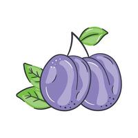Visually appealing icon of plum in modern style, ready to use icon vector