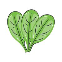 Carefully crafted spinach design, ready to use vector