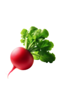 Radishes isolated on transparent background png