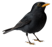 A European blackbird perched on a branch, showcasing its glossy feathers and bright yellow beak in natural light, cut out - stock . png