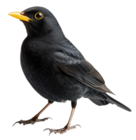 A blackbird stands on a surface with a bright yellow beak and glossy feathers, showcasing its features, cut out - stock . png